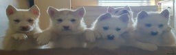 Siberian Husky dogs for sale: KC REG LITTER - Advert 5