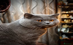 British Shorthair cats for sale: RARE COLOUR PURE PEDIGREE BSH KITTENS.2 BOYS LEFT. - Image 2