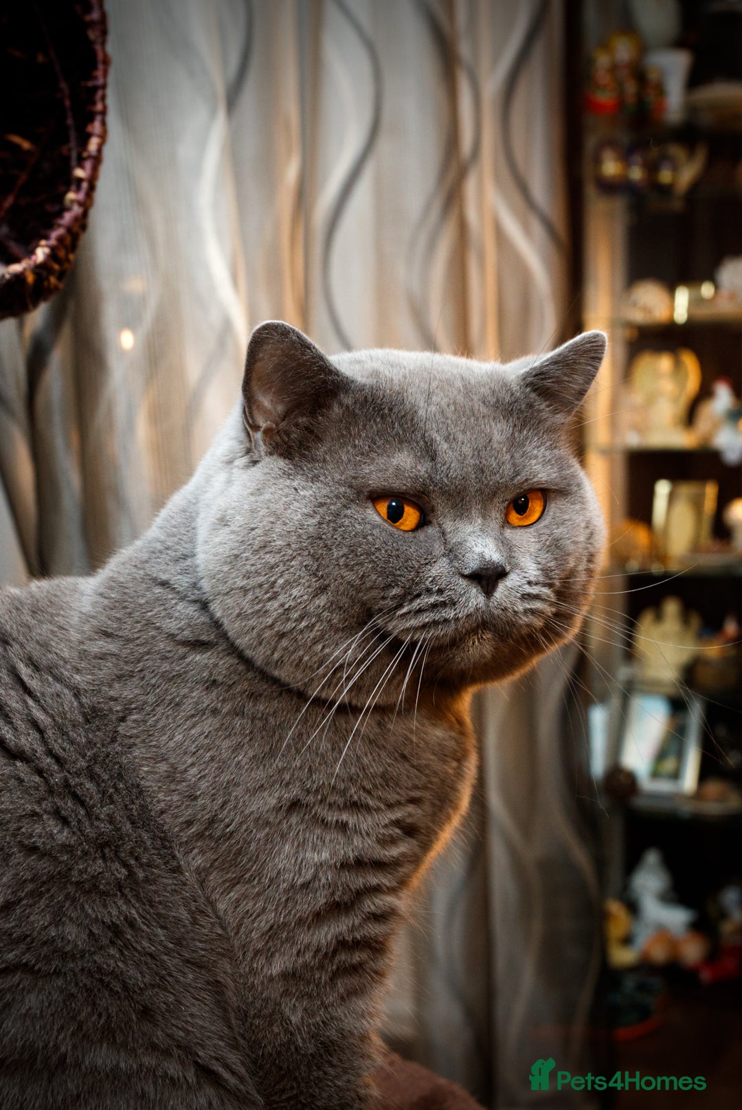 British Shorthair cats for sale: RARE COLOUR PURE PEDIGREE BSH KITTENS.2 BOYS LEFT. - Image 2