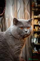 British Shorthair cats - Advert 12