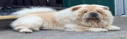 Chow Chow dogs for sale: Beautiful chow chow puppies  - Advert 14