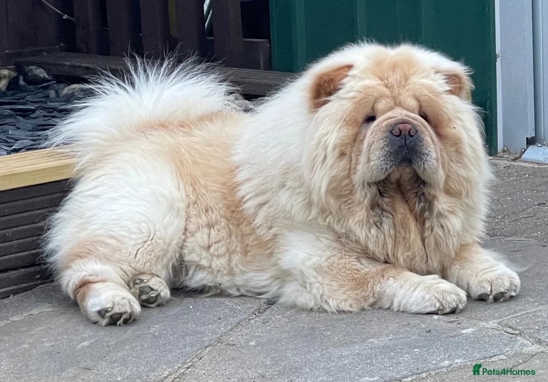 Chow Chow dogs for sale: Beautiful chow chow puppies  - Advert 14