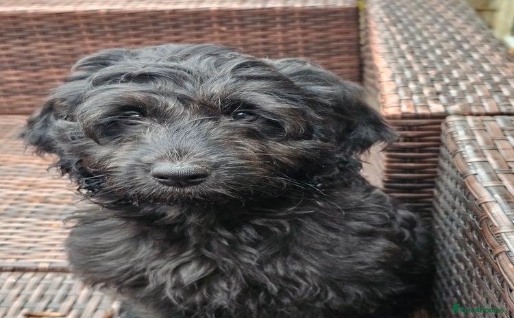 Cockapoo dogs - Advert 10