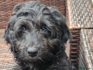 Cockapoo dogs Last Black Male Cockapoo Pup Remaining - Advert 11