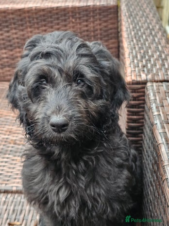 Cockapoo dogs - Advert 10