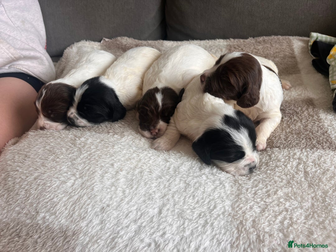 English Springer Spaniel dogs for sale: English springer spaniel - Image 4