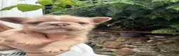 French Bulldog dogs for sale: French bulldog puppies  - Advert 3