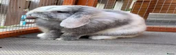 Mini Lop rabbits for sale: Black Harli Mini Lop in Bromley - Advert 2
