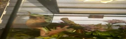 Frog reptiles for sale: Green tree frogs - Advert 3