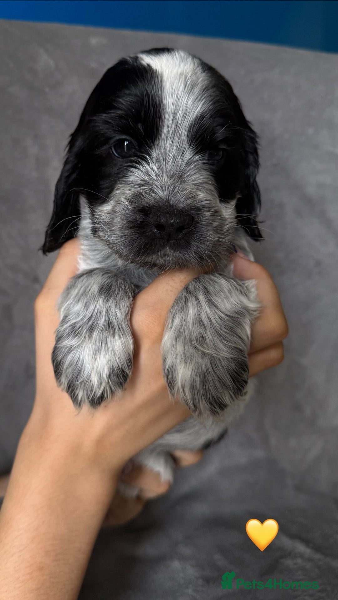 Cocker Spaniel dogs for sale: Show type Cocker spaniel puppies blue roan - Image 7