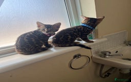 Bengal cats for sale: Available Pure Bengal kittens now! ♥️ - Image 19