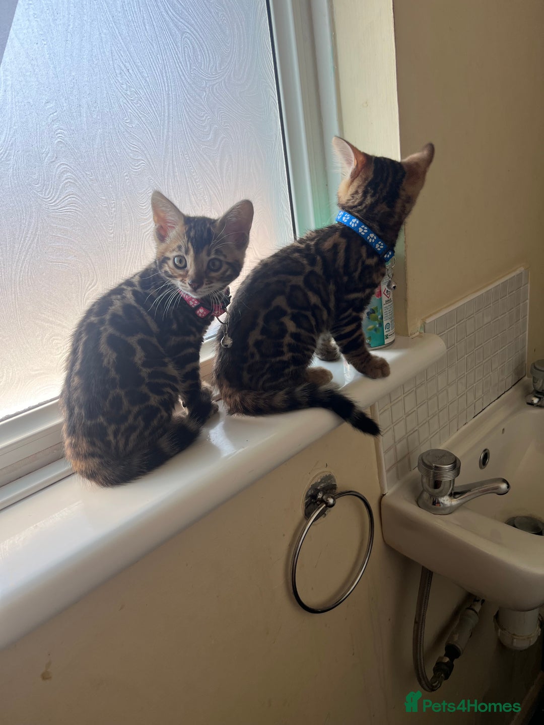 Bengal cats for sale: Available Pure Bengal kittens now! ♥️ - Image 19