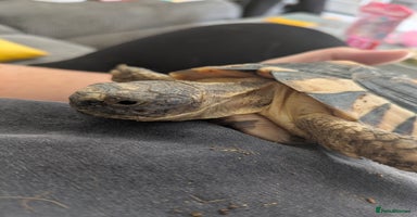 Tortoise reptiles - Advert 3