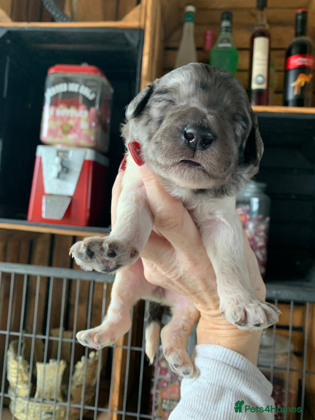 Bernedoodle dogs for sale: Standard Bernedoodle Blue Merle, Black White. - Image 2