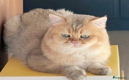 Scottish Fold cats for sale: Scottish Fold Kittens Ready for Loving Homes - Image 11