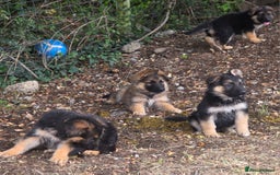 German Shepherd dogs for sale: Quality KC Reg Long Coat German Shepherd Pups  - Image 10