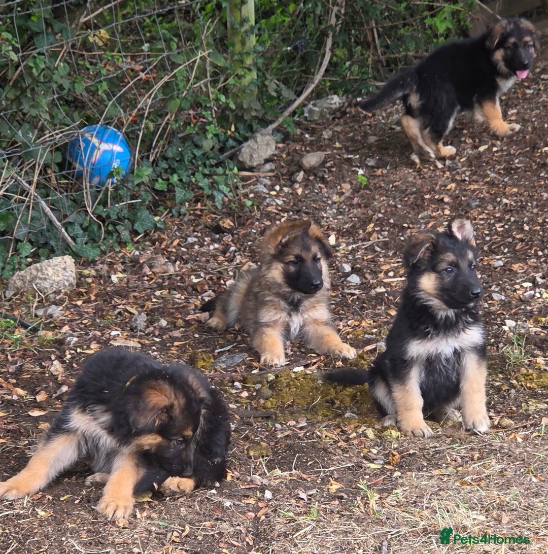 German Shepherd dogs for sale: Quality KC Reg Long Coat German Shepherd Pups  - Image 10