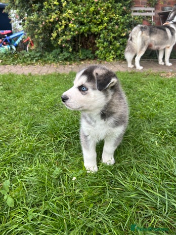 Siberian Husky dogs Siberian husky puppies - Advert 7