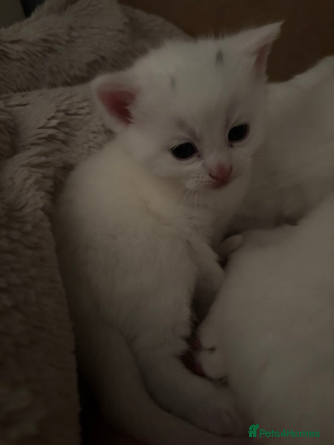 Khao Manee cats for sale: Cut fluffy kittens  - Advert 6