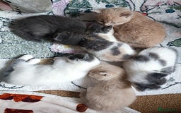 British Shorthair cats for sale: British shorthair cross kittens - Image 9