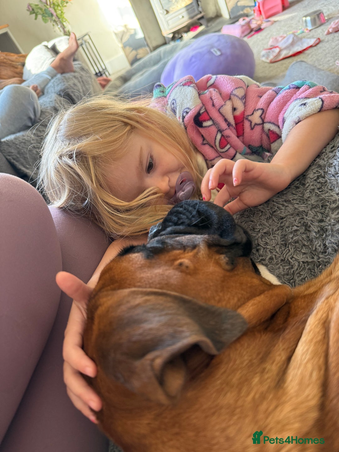 Boxer dogs for sale: Beautiful girl deserves the world 8 months old - Image 6