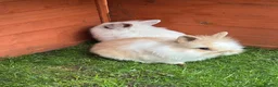Mixed Breed rabbits for sale: Baby rabbits ready now  - Advert 1