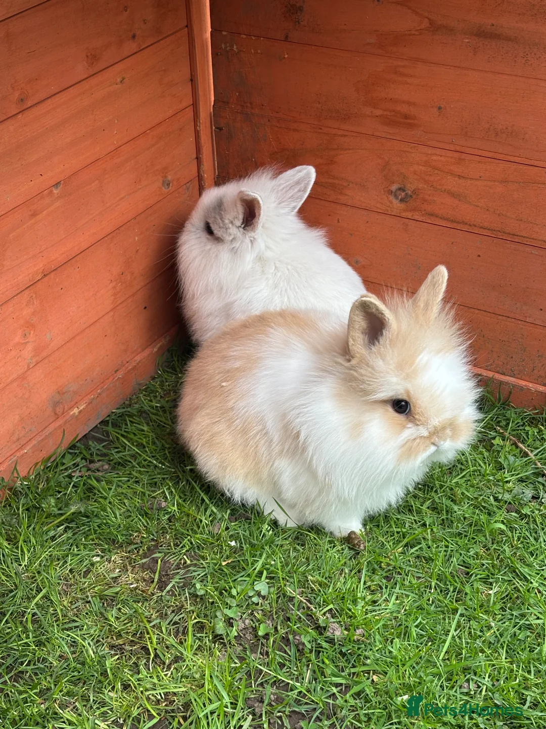Mixed Breed rabbits for sale: Baby rabbits ready now  - Advert 1