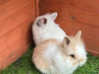 Mixed Breed rabbits Baby rabbits ready now - Advert 1