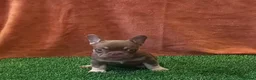 French Bulldog dogs for sale: Exceptional KC Registered French Bulldog Puppies in Carmarthen - Advert 20