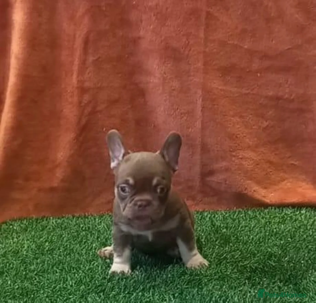 French Bulldog dogs for sale: Exceptional KC Registered French Bulldog Puppies in Carmarthen - Advert 20