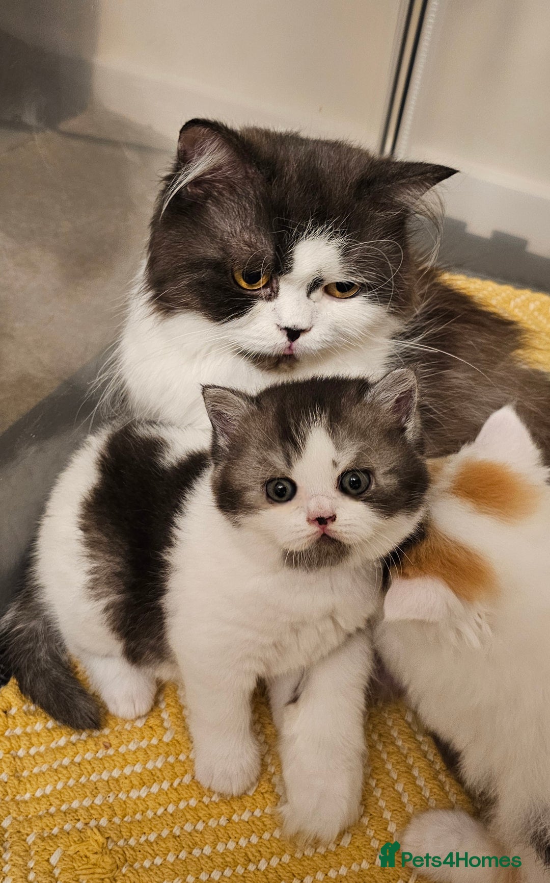 British Longhair cats for sale: 🧡🩵 Odd-eye Harlequin girl. ✈️🌎 Ready to leave. - Image 4