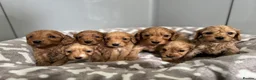 Cockapoo dogs for sale: ⭐🐶 Exceptional F1 Cockapoo Puppies 🐶⭐ - Advert 1