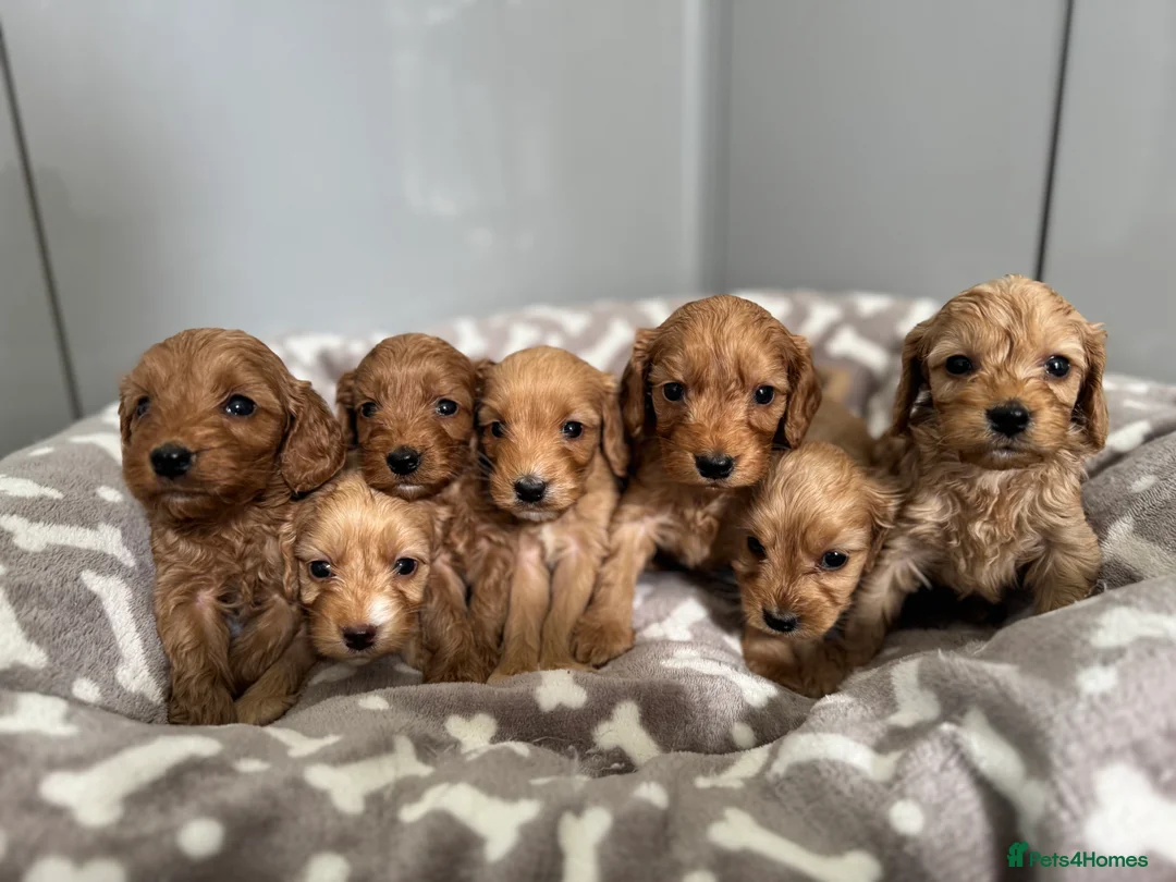 Cockapoo dogs for sale: ⭐🐶 Exceptional F1 Cockapoo Puppies 🐶⭐ - Advert 1