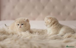 British Shorthair cats for sale: Chubby Golden Blue BSH girls - Image 8