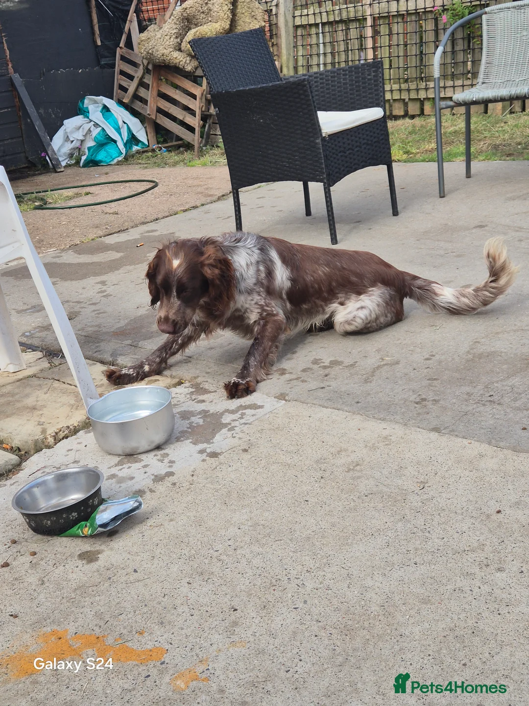 Sprocker dogs for sale: Sprocker - Advert 4