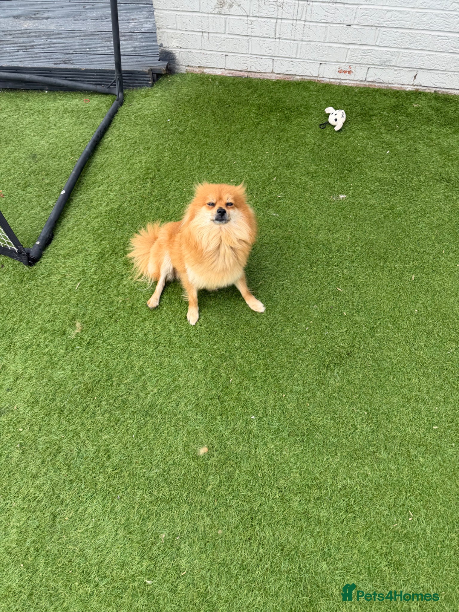 Pomeranian dogs Pomeranians for sale pups  - Advert 3