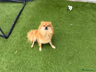 Pomeranian dogs Pomeranians for sale pups - Advert 3