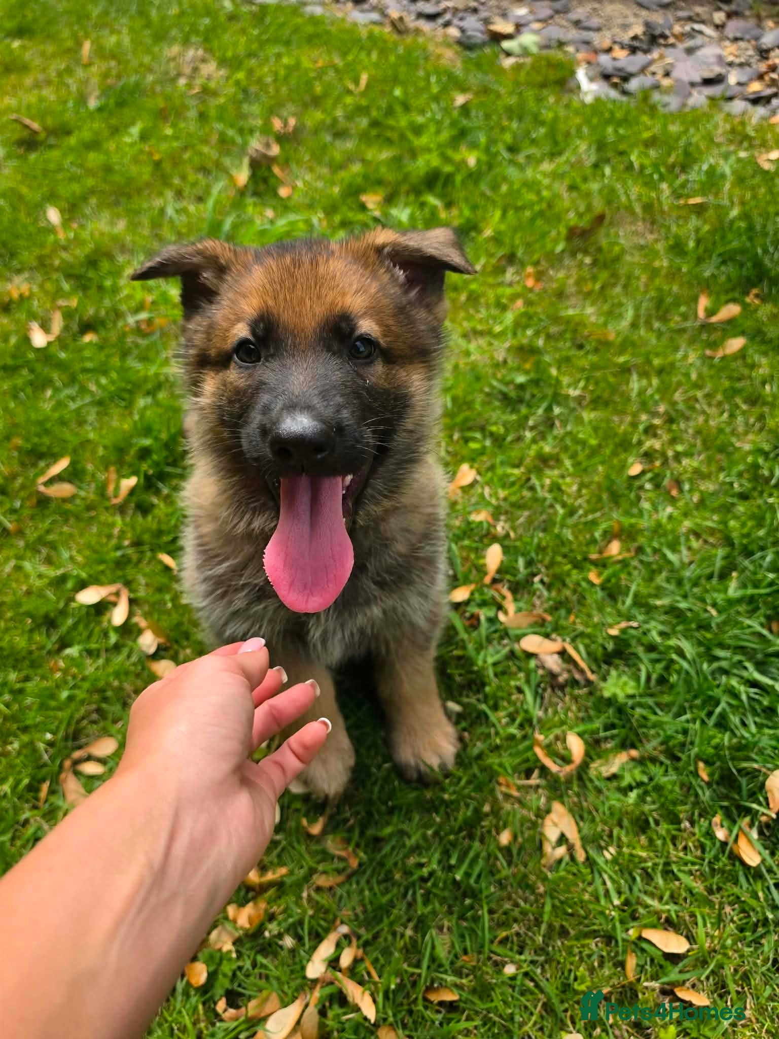 German Shepherd dogs GSD pups - Advert 2
