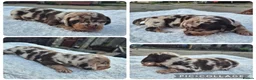 Miniature Dachshund dogs for sale: PRA CLEAR MINIATURE DACHSHUND BOY - Advert 2