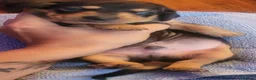 Miniature Dachshund dogs for sale: Miniature Dachshunds unusual colour ready 2nd Sept - Advert 20