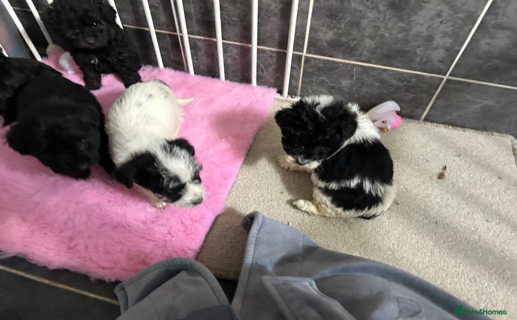 Jackapoo dogs - Advert 3