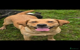 Labradoodle dogs for sale: F1 MINI LABRADOOLES - Image 4