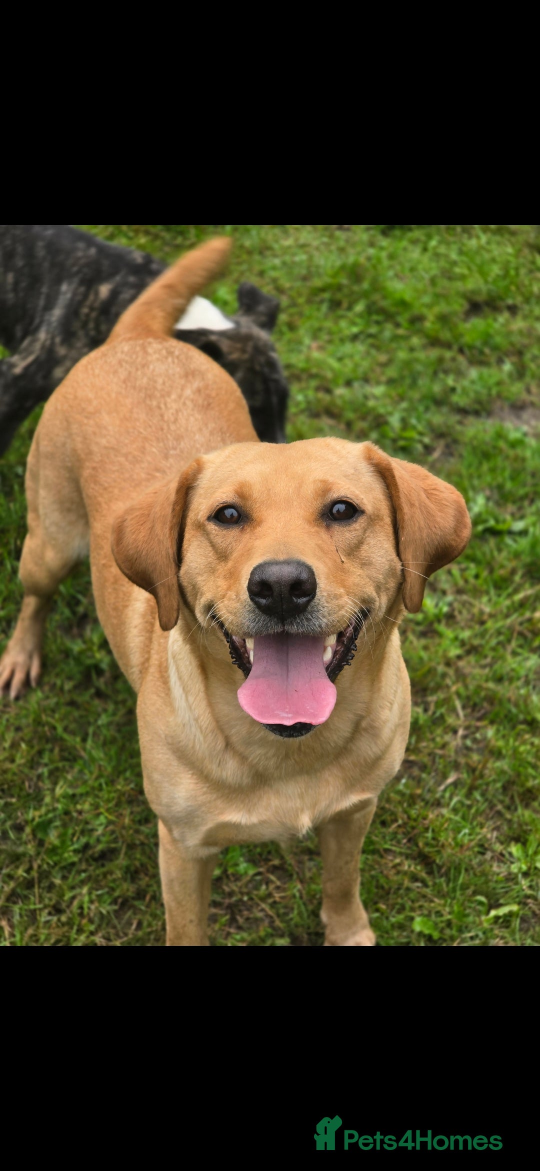 Labradoodle dogs for sale: F1 MINI LABRADOOLES - Image 4