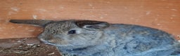 Mixed Breed rabbits for sale: Baby rabbits  - Advert 11