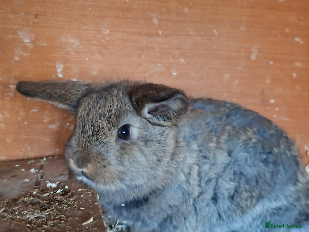 Mixed Breed rabbits for sale: Baby rabbits  - Advert 11