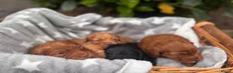 Cockapoo dogs for sale: Gorgeous F1 cockapoo puppies- Licensed breeder - Advert 5