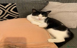Mixed Breed cats for sale: Black and white male cat  - Advert 1