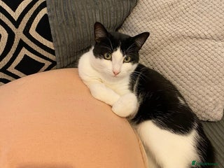 Mixed Breed cats for sale: Black and white male cat - Advert 1