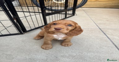Cocker Spaniel dogs - Advert 16