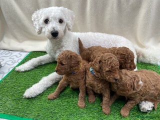 Cockapoo dogs Gorgeous Tiny Cockapoo mix:Asian Poodle & cockapoo - Advert 8